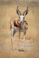 Standing springbok in Etosha National Park, Namibia - Poster Print