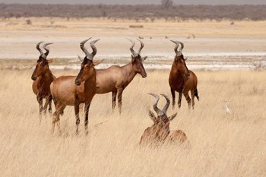 Red hartebeest in Etosha National Park poster print