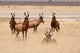 Red hartebeest in Etosha National Park poster print