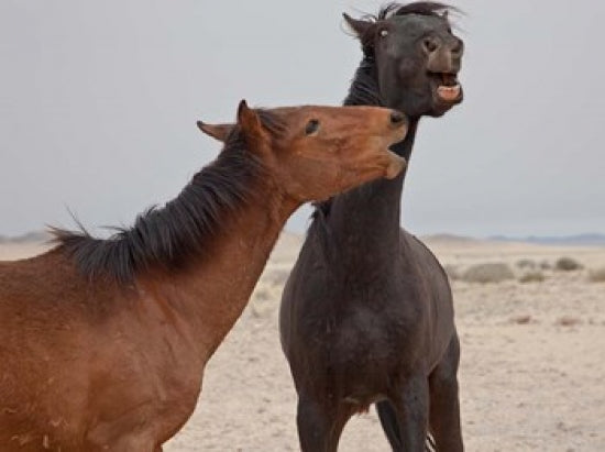 Namibia Garub Feral Horses Playing Poster Print by Jaynes Gallery