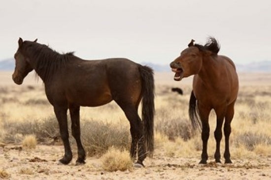 Wild horses in the Namib Desert poster print by Jaynes Gallery