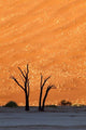 Namibia Namib-Naukluft Dead Vlei Poster Print by Jaynes Gallery