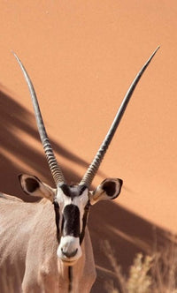 Close-up of an Oryx in Namib-Naukluft Park, Namibia poster print.
