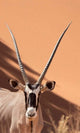 Close-up of an Oryx in Namib-Naukluft Park, Namibia poster print.