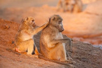 Art print of two grooming baboons at Senyati Safari Camp, Botswana.