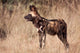Namibia Harnas Wildlife African Dog Poster Print by Jaynes Gallery