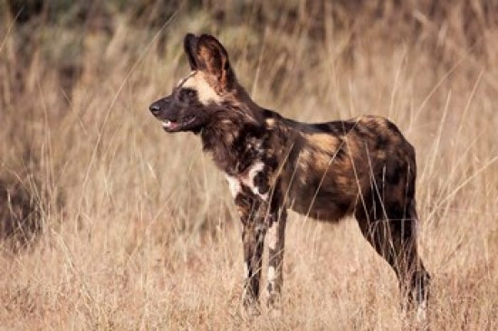 Namibia African Dog Wildlife Poster Print by Jaynes Gallery, vibrant colors, intricate details.