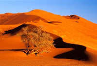 Elim Dune Overcomes art print showcasing the scenic dunes of Sesriem, Namib Naukluft Park in Namibia.