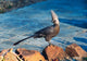 Grey Go-Away Bird art print by Charles Sleicher showcasing the unique features of the bird.