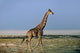 Angolan Giraffe in Etosha National Park Poster Print by Charles Sleicher