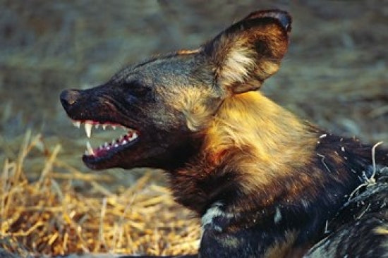 Namibia Wild Dog Portrait Poster Print by Charles Sleicher