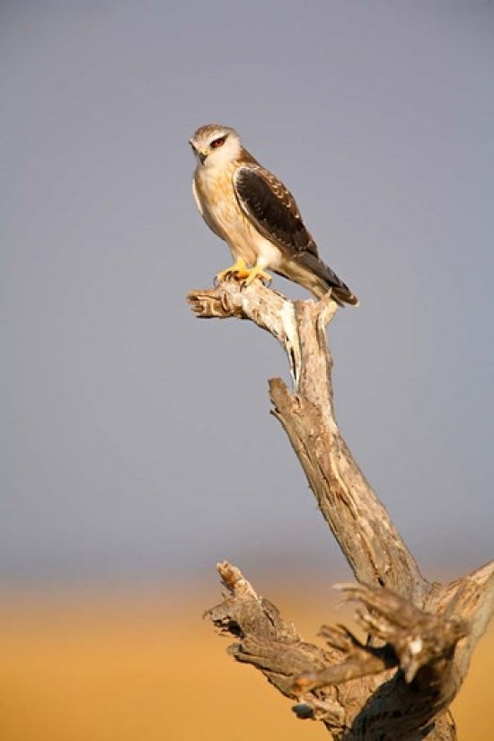 Black Winged Kite Bird Poster Print from Etosha National Park, Namibia