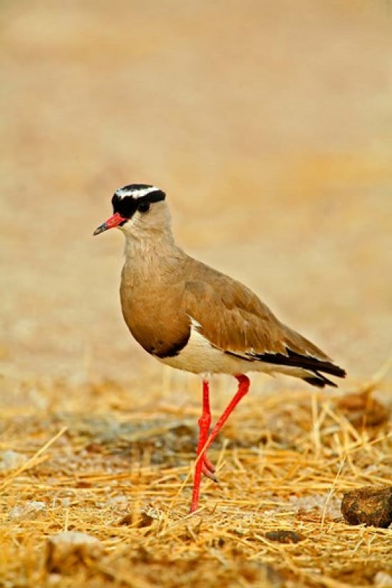 Crowned Plover or Lapwing Poster Print by David Slater