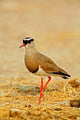 Crowned Plover or Lapwing Poster Print by David Slater
