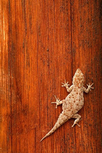 Tokay Gecko lizard poster print by David Slater on Striated Wood background.