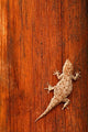 Tokay Gecko lizard poster print by David Slater on Striated Wood background.