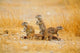 Cape Ground Squirrel Poster Print from Namibia Etosha National Park by David Slater.