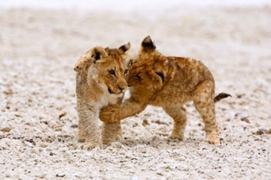 Two lion cubs play fighting on the Etosha Pan, wildlife photography by David Slater