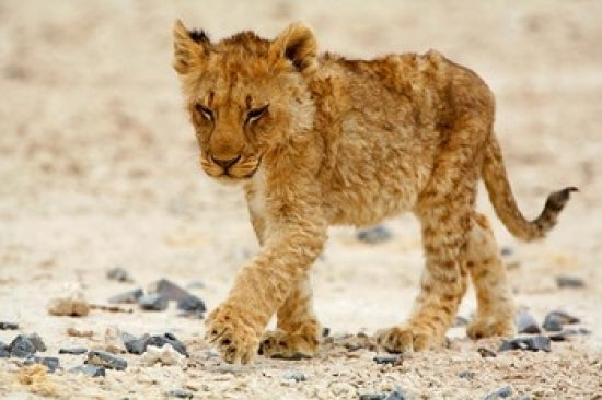 Lion on stoney ground poster print by David Slater