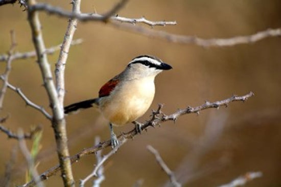 Three Streaked Tchagra bird poster print by David Slater, showcasing vibrant colors in its natural habitat.