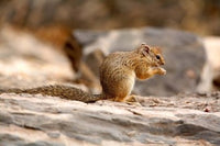 Africa Tree Squirrel Feeding on the Ground Poster Print by David Slater