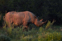 Black Rhinoceros Diceros bicornis poster print from Etosha National Park, Namibia.