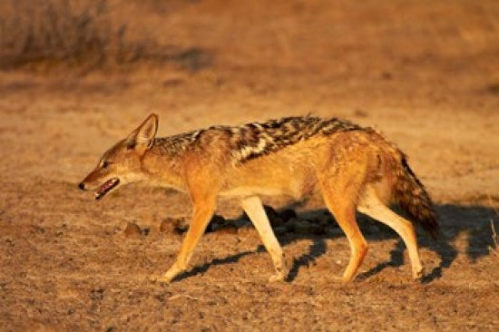 Black-Backed Jackal poster print by David Wall, showcasing Canis mesomelas in Etosha NP, Namibia
