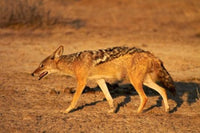 Black-Backed Jackal poster print by David Wall, showcasing Canis mesomelas in Etosha NP, Namibia