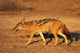 Black-Backed Jackal poster print by David Wall, showcasing Canis mesomelas in Etosha NP, Namibia
