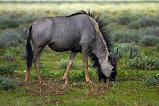 Blue wildebeest poster print from Etosha National Park, Namibia by David Wall.