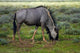 Blue wildebeest poster print from Etosha National Park, Namibia by David Wall.