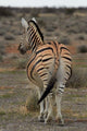 Burchell's zebra with mismatched stripes poster print by David Wall