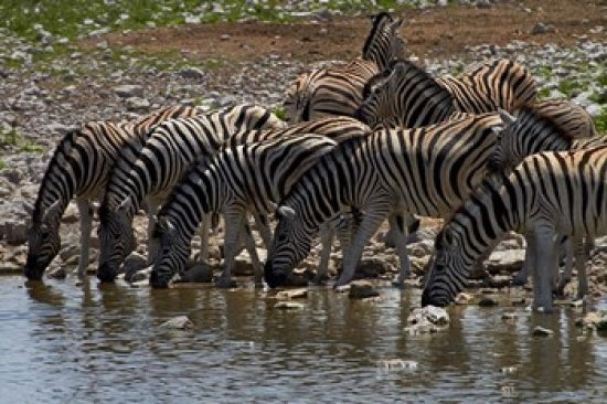 Burchell's zebra at Okaukuejo waterhole fine art print by David Wall