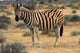 Burchell's Zebra Poster Print featuring animals in Etosha National Park, Namibia.