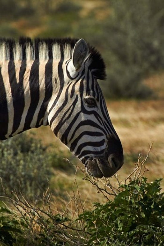 Zebra's Head Poster Print from Namibia, Africa - Artwork by David Wall