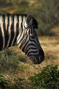 Zebra's Head Poster Print from Namibia, Africa - Artwork by David Wall