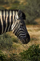 Zebra's Head Poster Print from Namibia, Africa - Artwork by David Wall