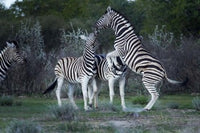 Burchell's zebra fighting in Etosha National Park, Namibia poster print by David Wall.