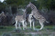 Burchell's zebra fighting in Etosha National Park, Namibia poster print by David Wall.