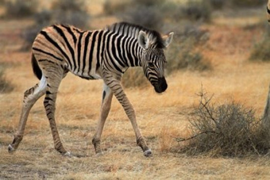 Burchell's zebra foal poster print by David Wall, showcasing wildlife in Etosha NP, Namibia.