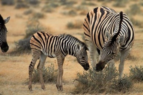 Burchell's zebra foal and mother poster print in Etosha National Park, Namibia.