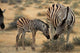 Burchell's zebra foal and mother poster print in Etosha National Park, Namibia.
