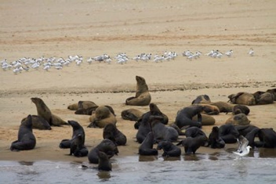 Cape Fur Seal colony at Pelican Point, Walvis Bay, Namibia art print by David Wall.