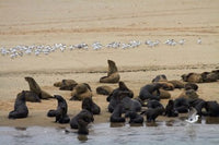 Cape Fur Seal colony at Pelican Point, Walvis Bay, Namibia art print by David Wall.