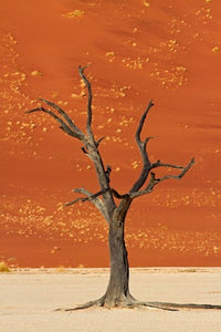Deadvlei Sand Dunes and Dead Tree Poster Print by David Wall