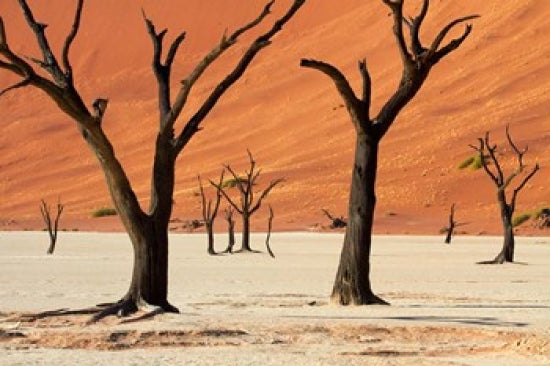 Dead trees with sand dunes in Namibia art print by David Wall