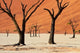 Dead trees with sand dunes in Namibia art print by David Wall