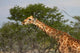Giraffe Namibia Poster Print by David Wall showcasing a majestic giraffe in its natural habitat.