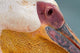 Great White Pelican at Walvis Bay, Namibia Poster Print by David Wall