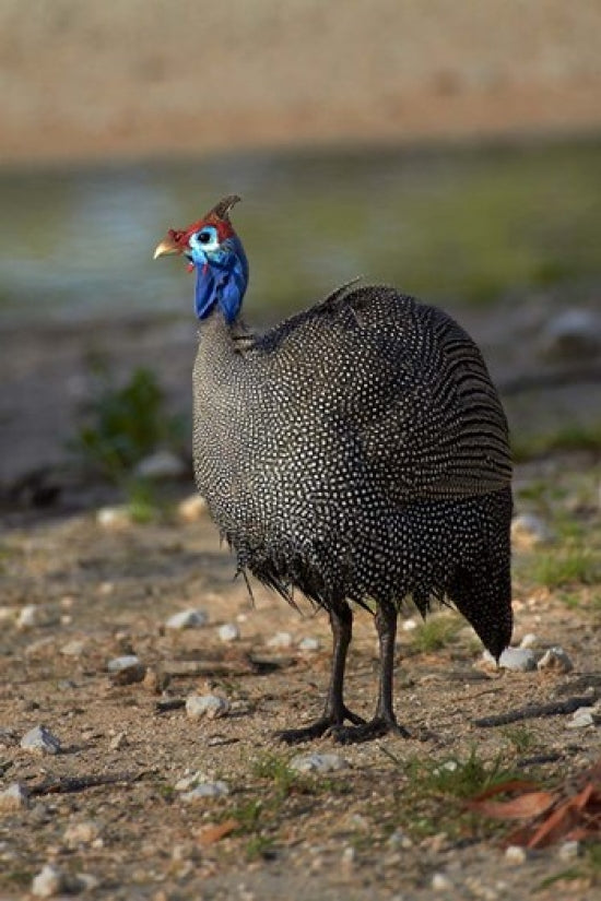 Helmeted Guineafowl Numida meleagris Fine Art Print by David Wall